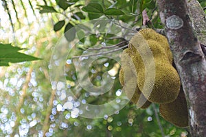 Jack fruits hanging