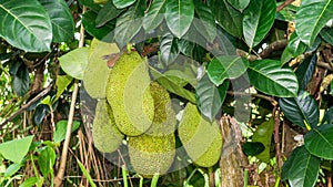 Jack fruits hanging on the tree