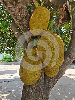 Jack fruits hanging on the tree