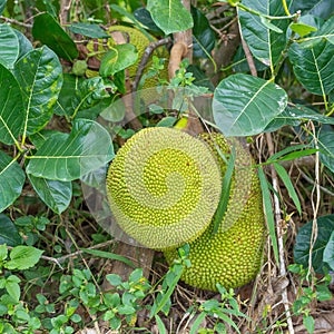 Jack fruits hanging on the tree