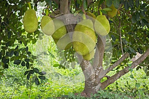 Jack fruits hanging in trees