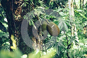 Jack fruits hanging at trees in a tropical fruit garden