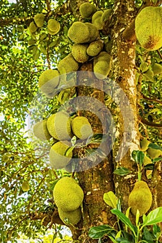 Jack fruits hanging in trees in a tropical fruit garden in Africa