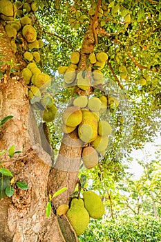 Jack fruits hanging in trees in a tropical fruit garden in Africa