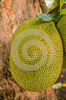 Jack fruits hanging in trees in a tropical fruit garden in Africa