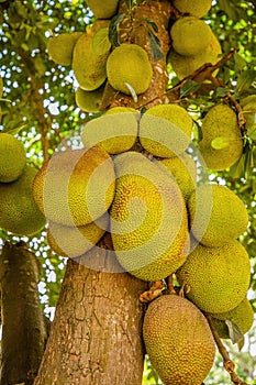 Jack fruits hanging in trees in a tropical fruit garden in Africa