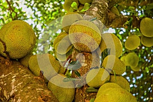 Jack fruits hanging in trees in a tropical fruit garden in Africa