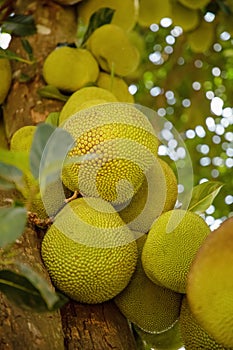 Jack fruits hanging in trees in a tropical fruit garden in Africa