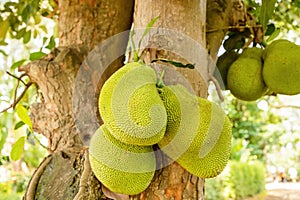 Jack fruits hanging in trees in a tropical fruit garden in Africa