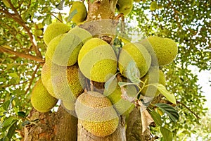 Jack fruits hanging in trees in a tropical fruit garden in Africa