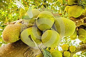 Jack fruits hanging in trees in a tropical fruit garden in Africa