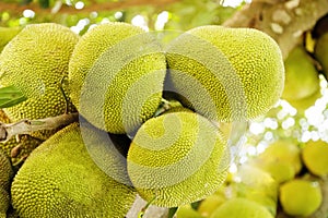 Jack fruits hanging in trees in a tropical fruit garden in Africa