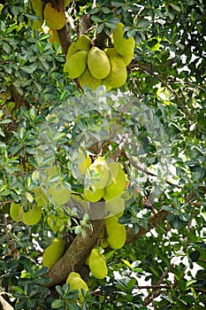 Jack fruits hanging in trees in a tropical fruit garden in Africa