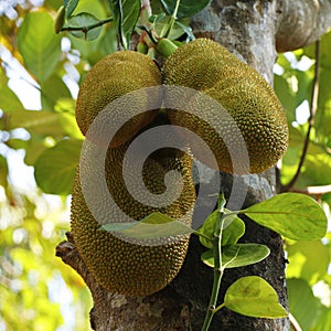 Jack fruits hanging in trees in a tropical fruit garden in india