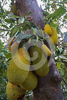 Jack fruits hanging in trees in a tropical fruit garden. Jackfruit is the name of a kind of tree, as well as its fruit. its