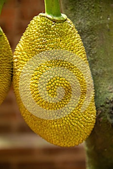 Jack fruits hanging trees tropical fruit garden in Sri Lanka