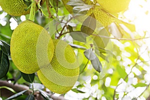 Jack fruits hanging in trees in a tropical fruit garden in Thailand Asia