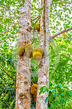 Jack fruits hanging in trees in a tropical fruit garden. Vegetarian and travel concept