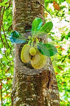 Jack fruits hanging in trees in a tropical fruit garden. Vegetarian and travel concept