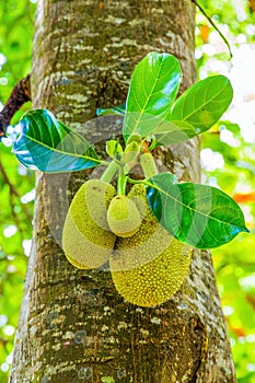 Jack fruits hanging in trees in a tropical fruit garden. Vegetarian and travel concept