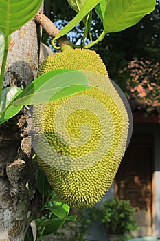 Jack fruits or nangka or cempedak Artocarpus heterophyllus hanging in trees in a tropical fruit garden in indonesia.