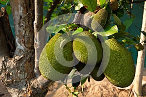 jack fruits plentifully tree