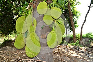 Jack fruits in the tree photo