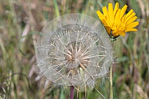 Jack-go-to-bed-at-noon, Tragopogon pratensis, seed head