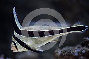 Jack-knifefish (Equetus lanceolatus).