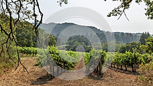 Jack London's farm in California, views of the vineyards, summer, sun.
