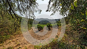 Jack London's farm in California, views of the vineyards, summer, sun.