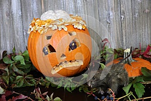 A jack-o-lantern with his brains showing and a toy rat watching the camera