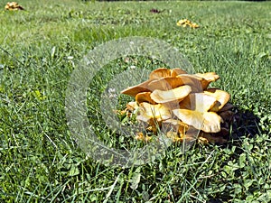 Jack O Lantern Mushroom