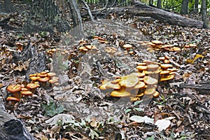 Jack O`Lantern mushroom