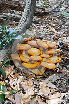 Jack O`Lantern mushroom