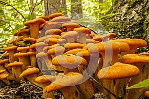 Jack-o-Lantern photo