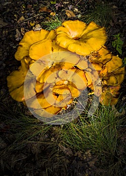 Jack-O`-Lantern Mushroom in Woods
