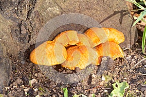 Jack-o`lantern mushrooms on a stump