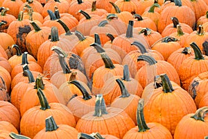 Jack o` Lantern pumpkins