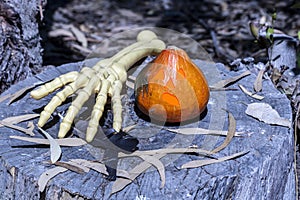 Jack O`Lantern and skeleton arm on tree stump