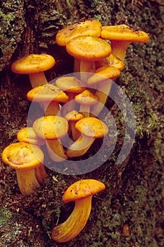 Jack-O-Lanturn Mushroom on Stump