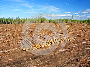 Jack Pine Logging Michigan