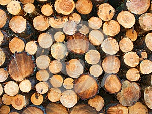 Jack Pine Logging Michigan