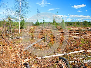 Jack Pine Logging Michigan