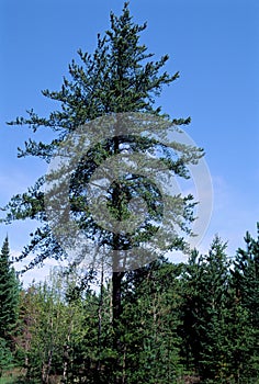 Jack Pine Mature Tree  44325