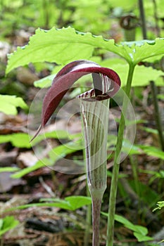 Jack-in-the-Pulpit photo