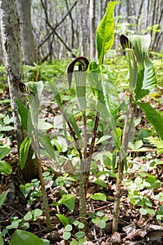 Jack-in-the-Pulpit