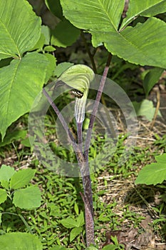 Jack in the pulpit flower in Giuffrida Park, Meriden, Connecticut.