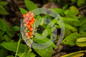 Jack In The Pulpit Fruit