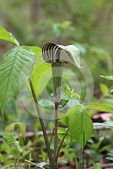 Jack-in-the-Pulpit